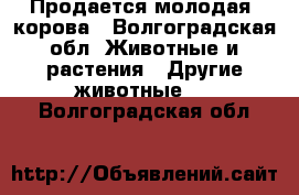 Продается молодая  корова - Волгоградская обл. Животные и растения » Другие животные   . Волгоградская обл.